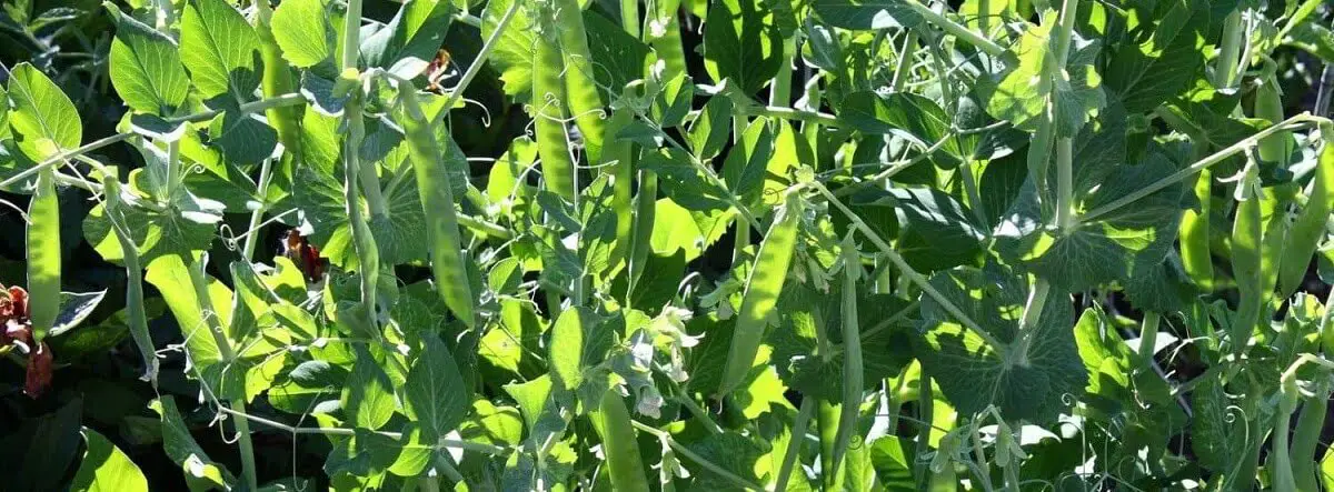 growing green arrow peas https://greener4life.com