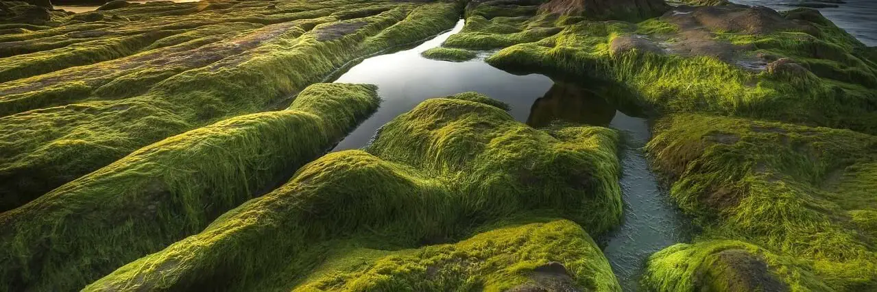 green algae growing on rocks https://greener4life.com