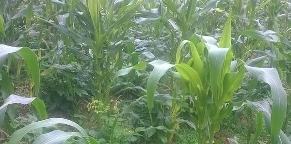 polyculture of corn and green beans https://greener4life.com/blog/polyculture-farming