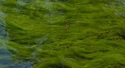 algae growing in the water https://greener4life.com/blog/algae-as-fertilizer