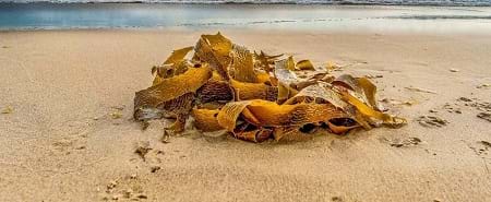 seaweed collected on the seashore https://greener4life.com/blog/algae-as-fertilizer