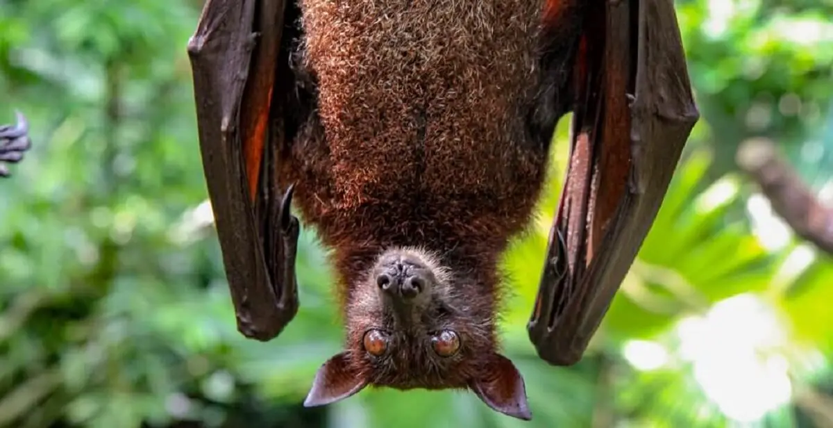 Bat fertilizer https://greener4life.com