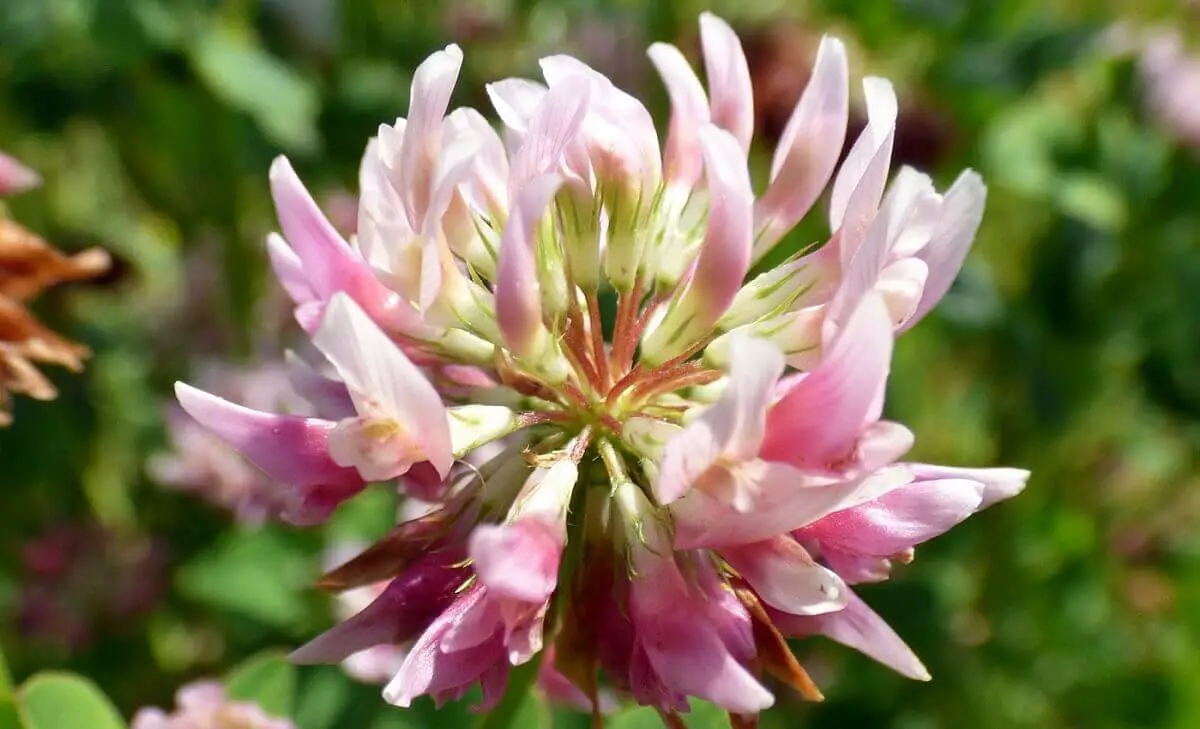 alsike clover floewr in bloom https://greener4life.com