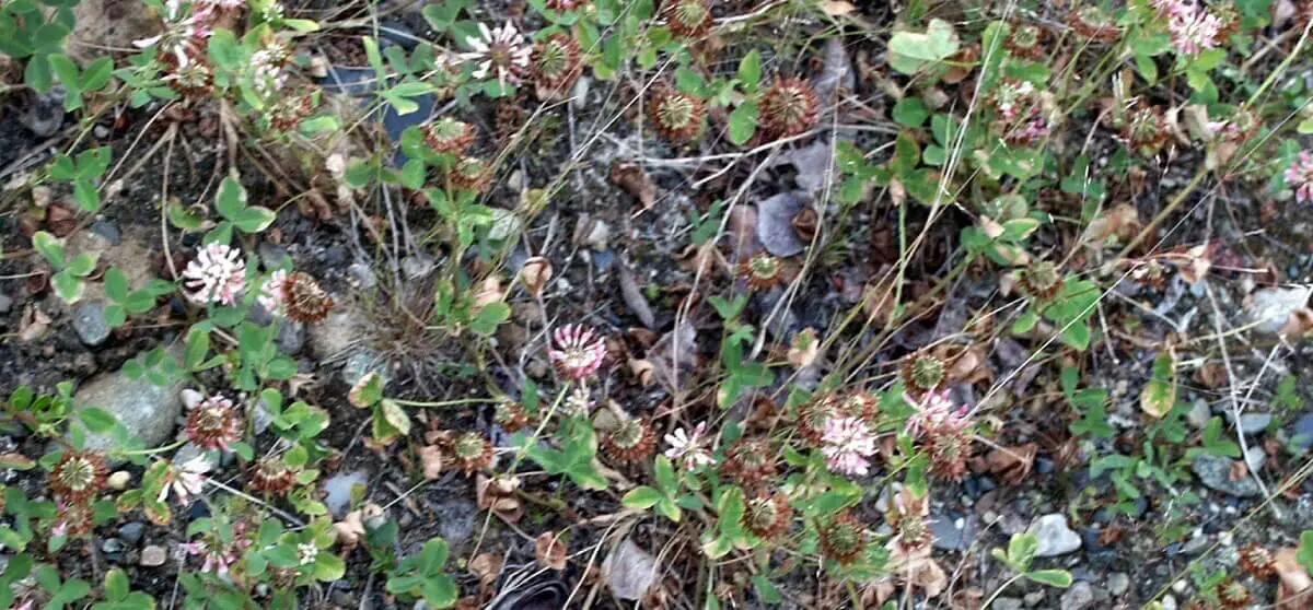 A field of alsike clover https://greener4life.com