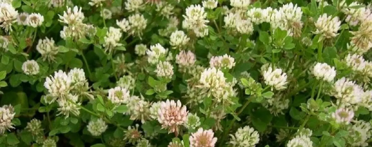 field of ball clover.  https://greener4life.com