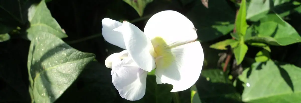 cowpea flower.  https://greener4life.com/blog/planting-cowpeas
