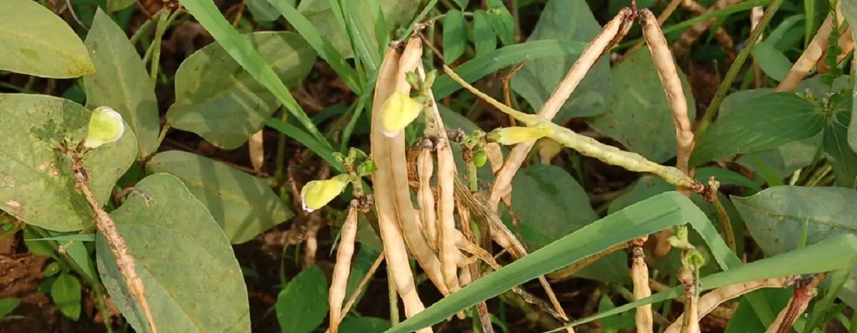 cowpea pods.  https://greener4life.com/blog/planting-cowpeas