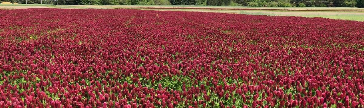 A field of Crimson Clover https://greener4life.com/blog/crimson-clover