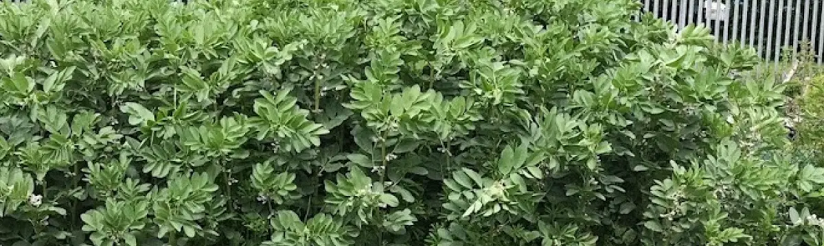 field green bean plants