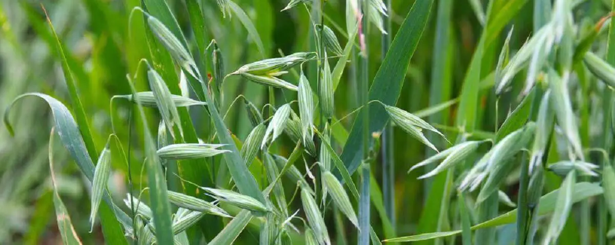 Field of forage oats.  https://greener4life.com/blog/planting-forage-oats