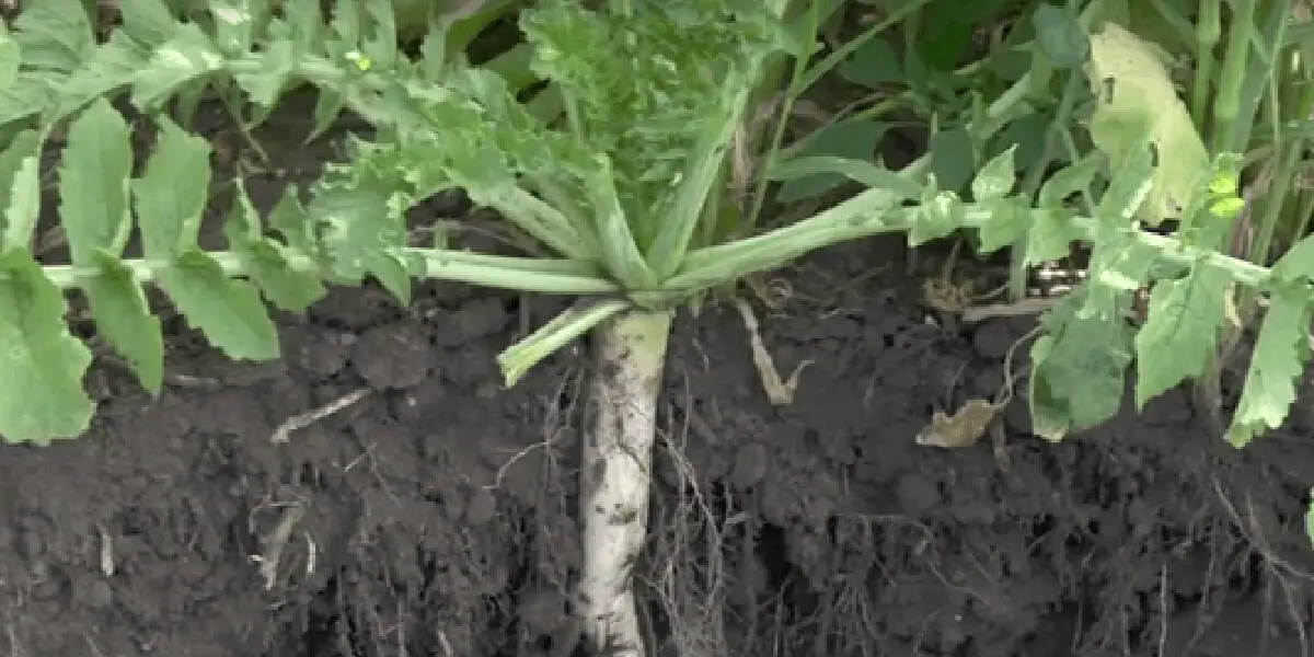 forage radish cover crop in the ground https://greener4life.com/blog/forage-radish-cover-crop