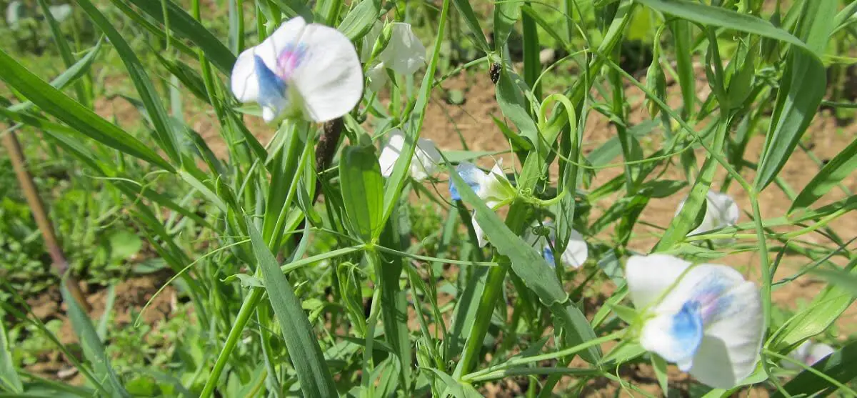 A field of grass peas https://greener4life.com/blog/growing-grass-peas-plant