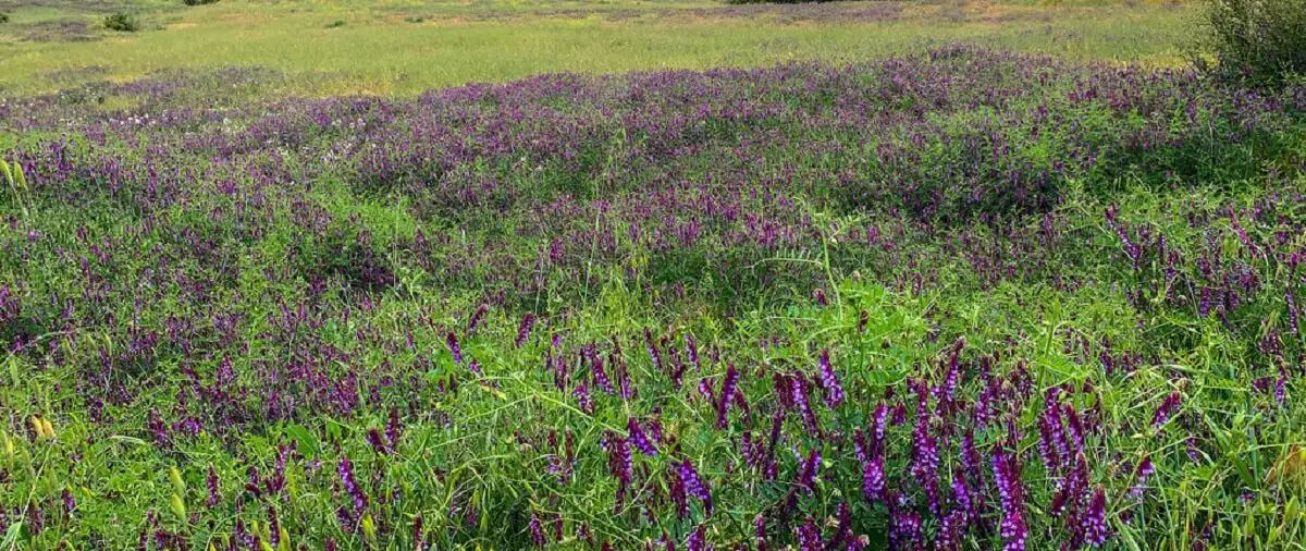 hairy vetch.  https://greener4life.com