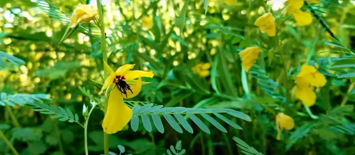 partridge pea plant https://greener4life.com/blog/partridge-pea-plant