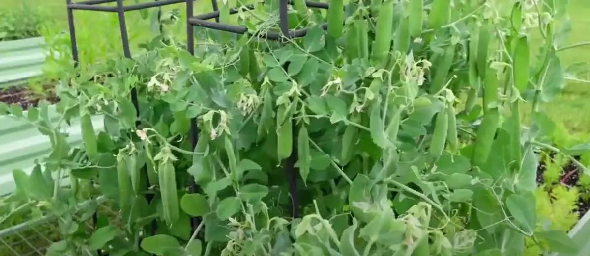 sugar snap peas  https://greener4life.com