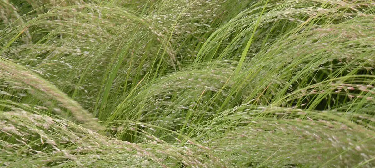 A field of teff grass https://greener4life.com