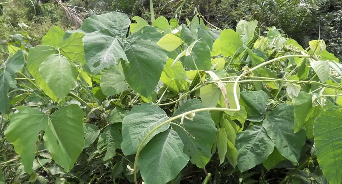 Velvet beans plant  https://greener4life.com/blog/velvet-bean-plant