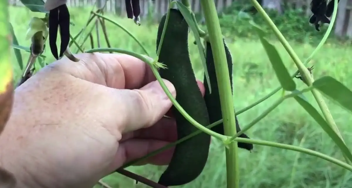 Velvet beans plant  https://greener4life.com/blog/velvet-bean-plant