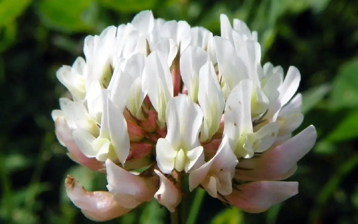 A white clover flower https://greener4life.com/blog/white-clover