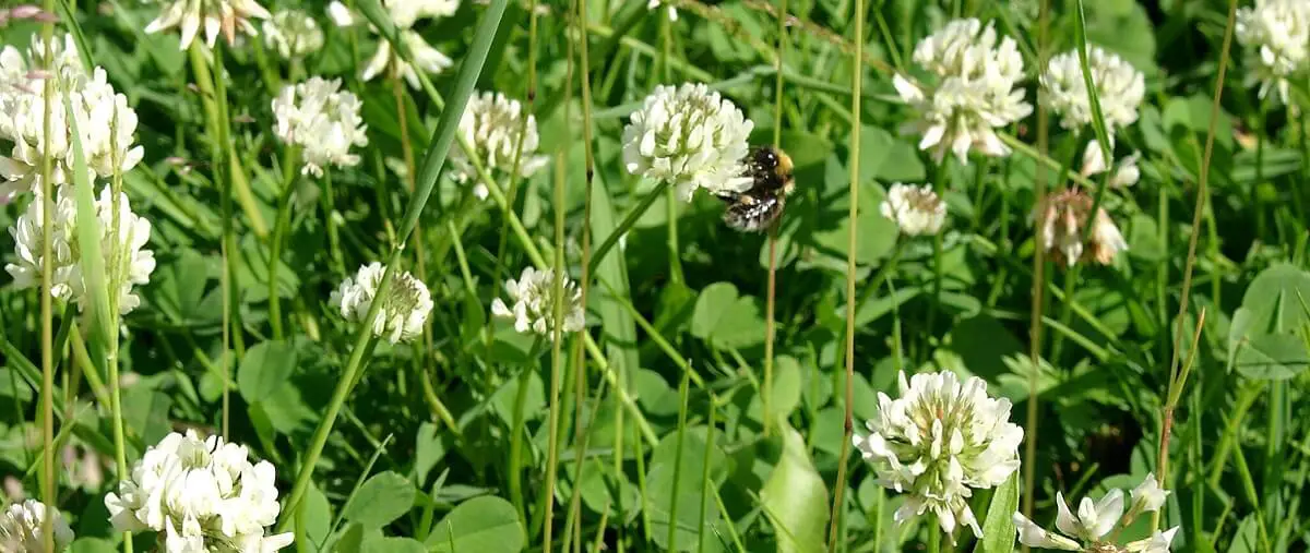 A field of white clover https://greener4life.com/blog/white-clover