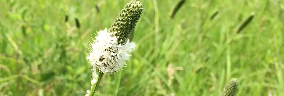 Field white prairie clover https://greener4life.com/blog/growing-white-prairie-clover