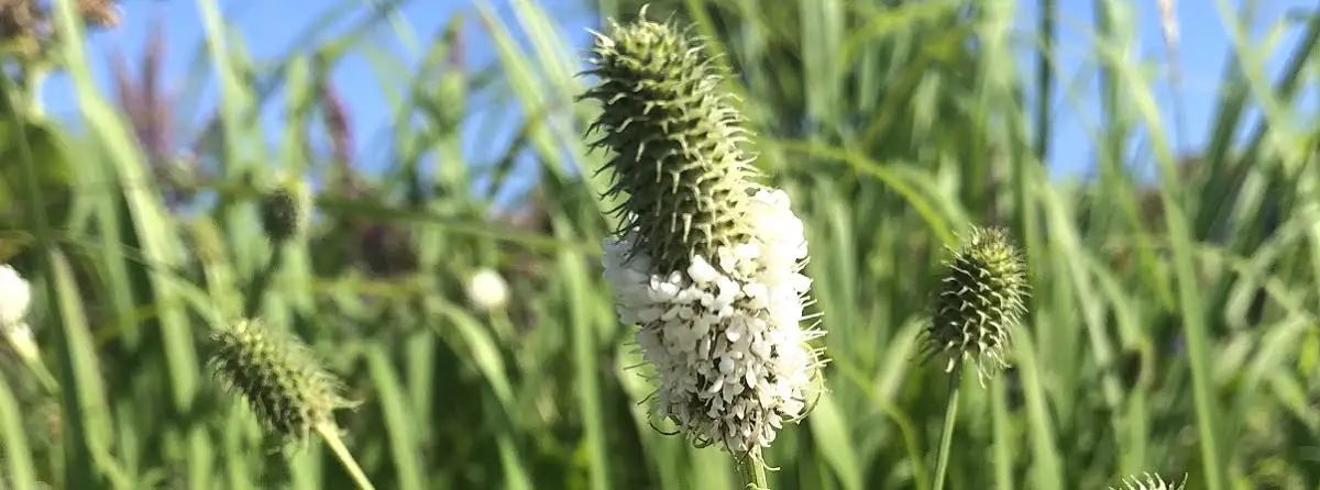 white prairie clover flower https://greener4life.com/blog/growing-white-prairie-clover