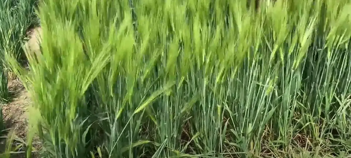 A field of winter barley https://greener4life.com/blog/planting-winter-barley