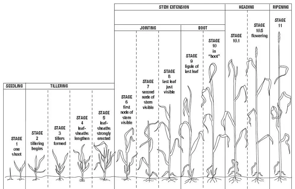 Winter Barley Growth Stages https://greener4life.com/blog/planting-winter-barley