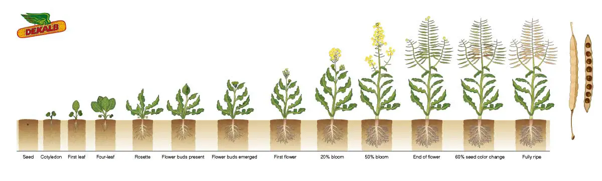 winter canola growth stages  https://greener4life.com