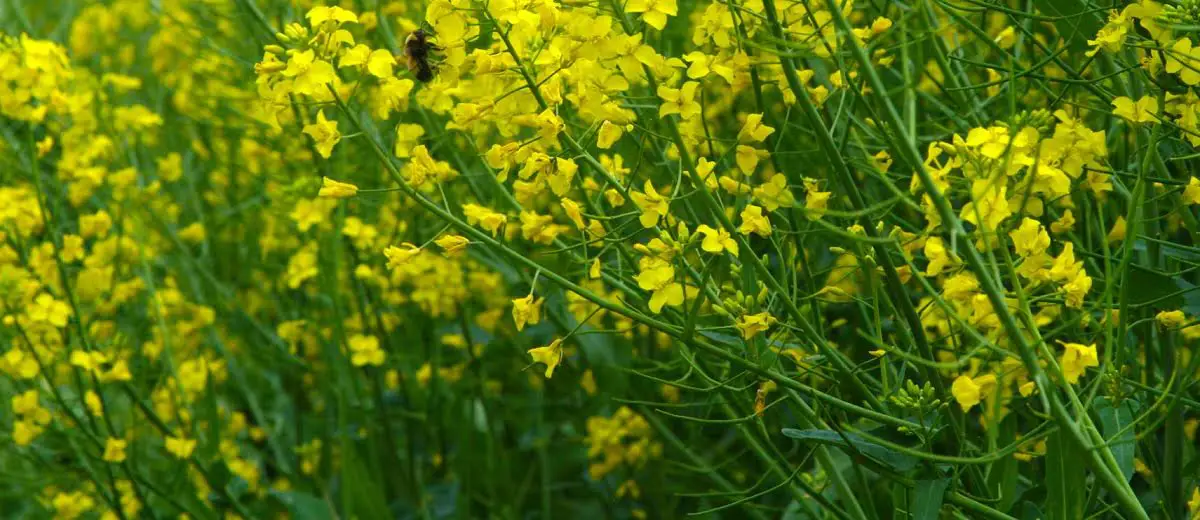 Field of winter canola  https://greener4life.com