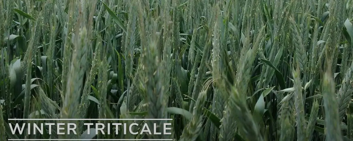 Field winter triticale https://greener4life.com/blog/growing-winter-triticale-plant