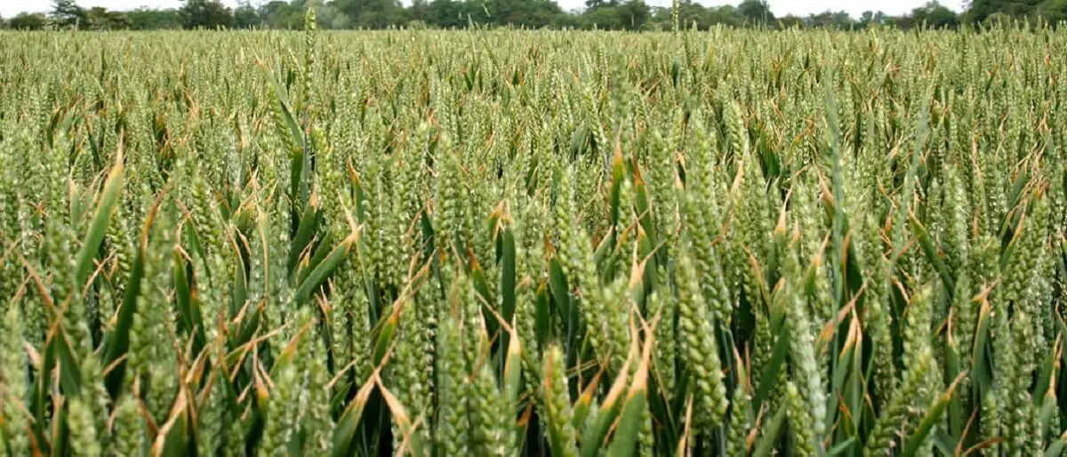 A field of winter wheat https://greener4life.com/blog/planting-winter-wheat