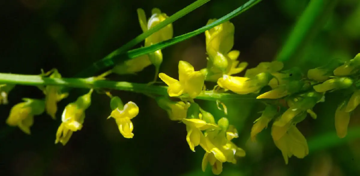 yellow sweet clover leaf https://greener4life.com