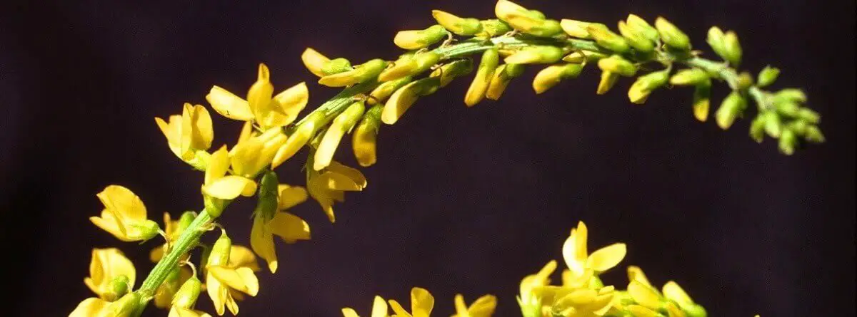 yellow sweet clover https://greener4life.com