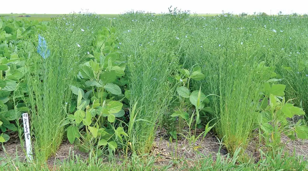 Soybean and flax intercrop with one another.  https://greener4life.com