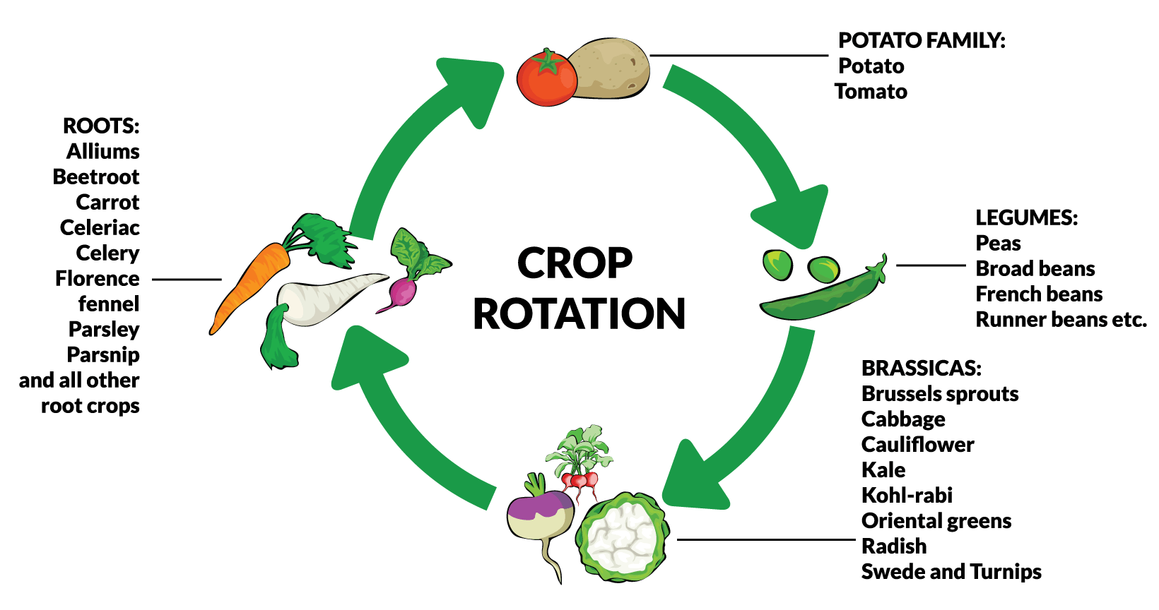 intercropping-and-crop-rotation-for-sustainable-farming