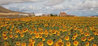 monoculture field of sunflowers growing https://greener4life.com/blog/advantages-and-disadvantages-of-intensive-farming