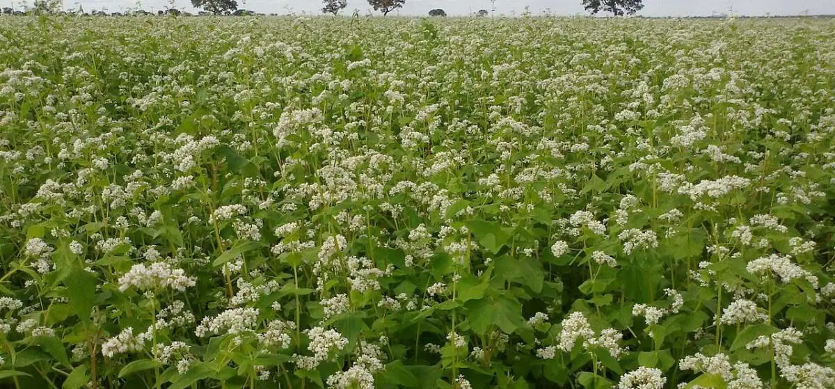 growing field of buckwheat cover cropp  https://greener4life.com/blog/buckwheat-green-manure