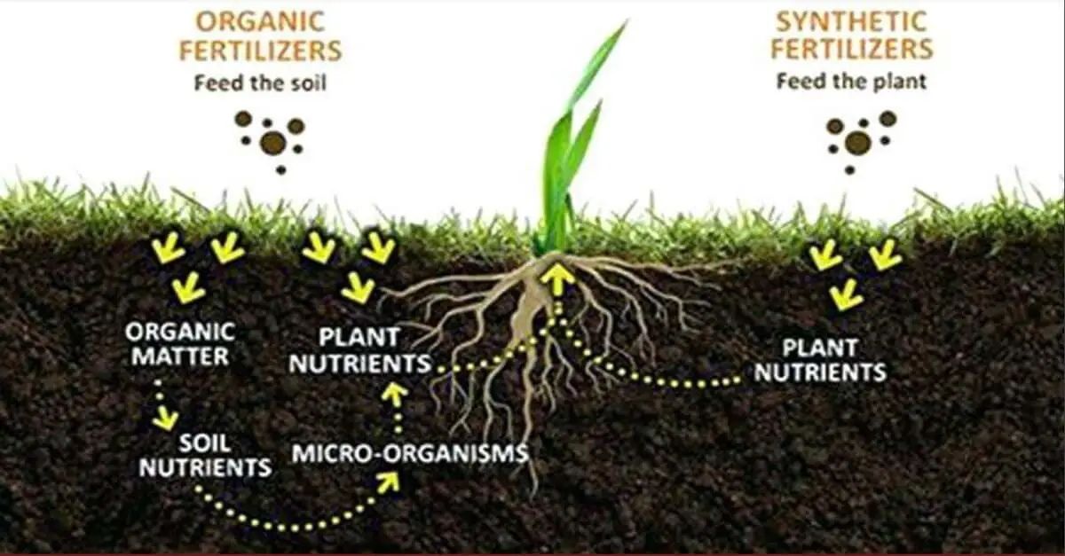 Natural vs. Chemical Fertilizers https://greener4life.com/blog/difference-inorganic-and-organic-fertilizer