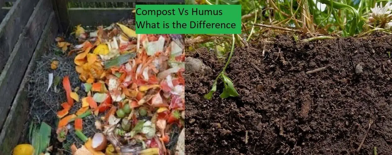 left side compost pile with humus on right https://greener4life.com/blog/difference-between-humus-and-compost