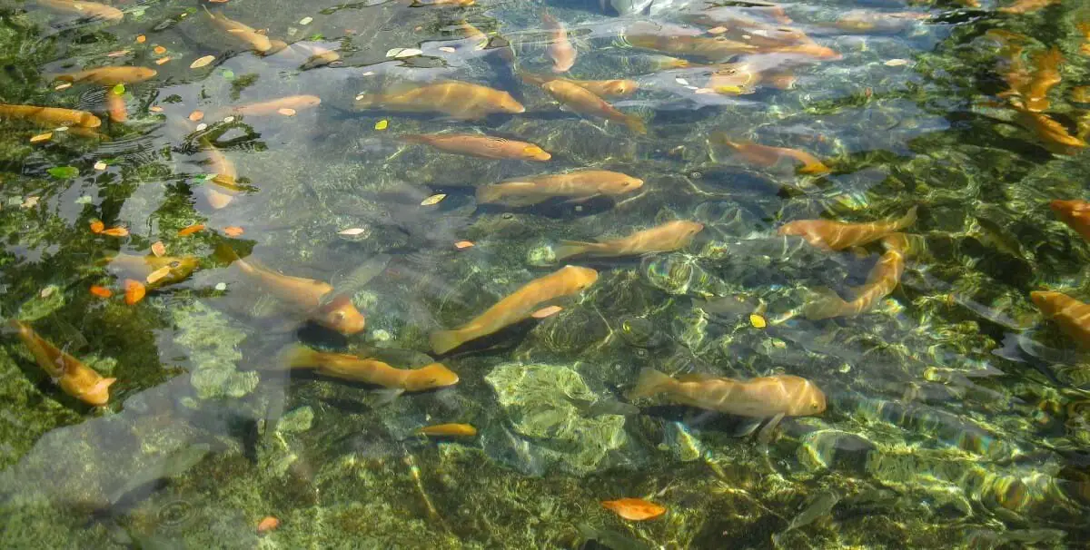 fish farm.  https://greener4life.com/blog/polyculture-fish-farming