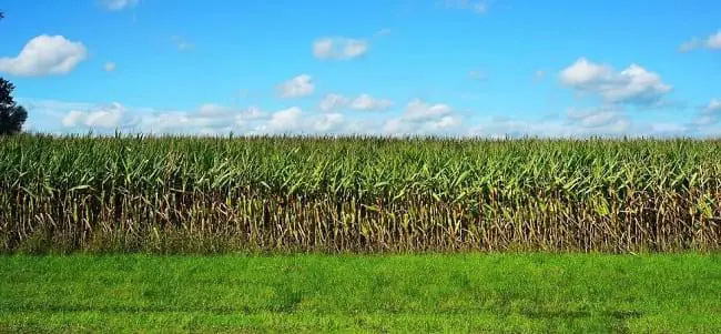 Corn Monoculture Field  https://greener4life.com/blog/monoculture-and-food-security