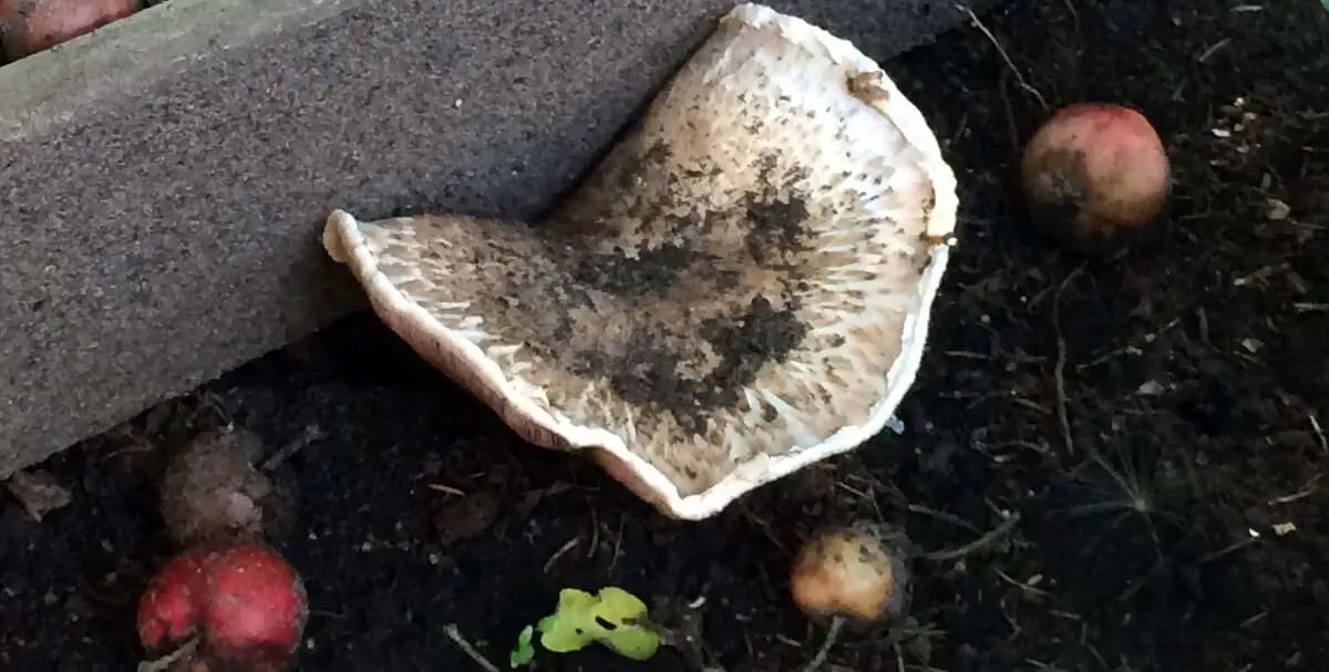 Mushroom Compost Advantages What It Is And Why To Use It