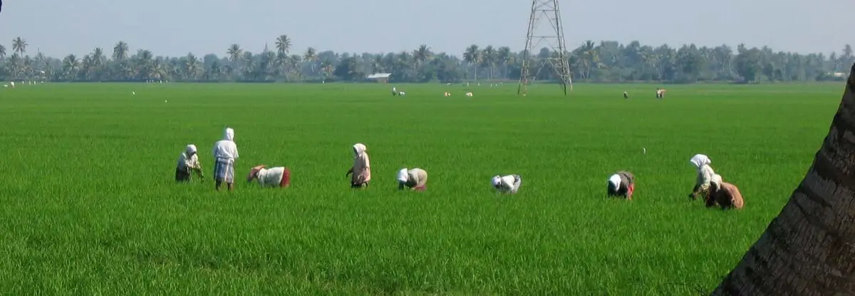 Rice cultivation in India https://greener4life.com/blog/primitive-subsistence-agriculture