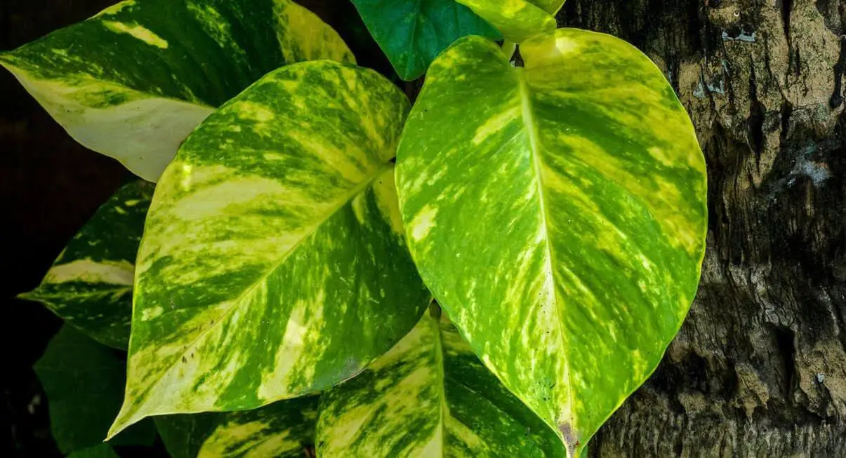 Scindapsus Aureum https://greener4life.com