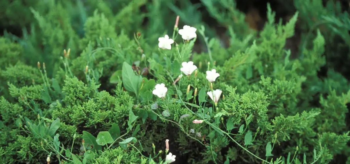 field of weeds for weed tea fertilizer  https://greener4life.com