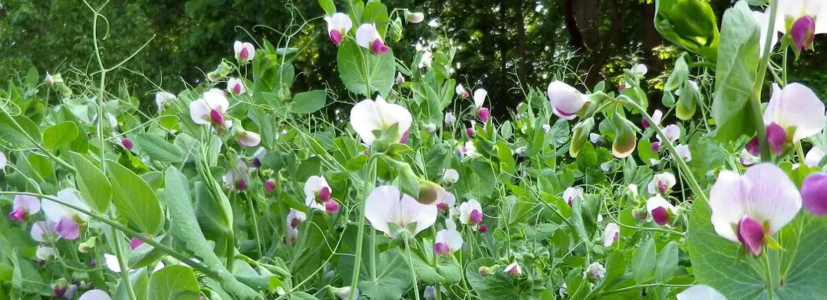 winter Peas  https://greener4life.com/blog/winter-peas