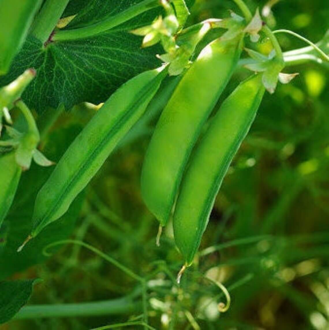 winter Peas  https://greener4life.com/blog/winter-peas