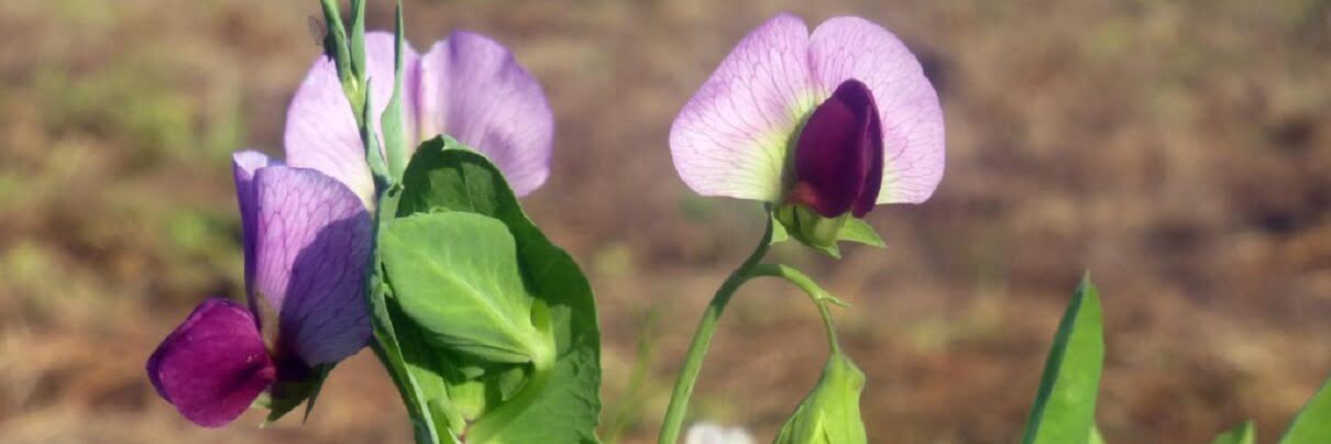 winter Peas  https://greener4life.com/blog/winter-peas