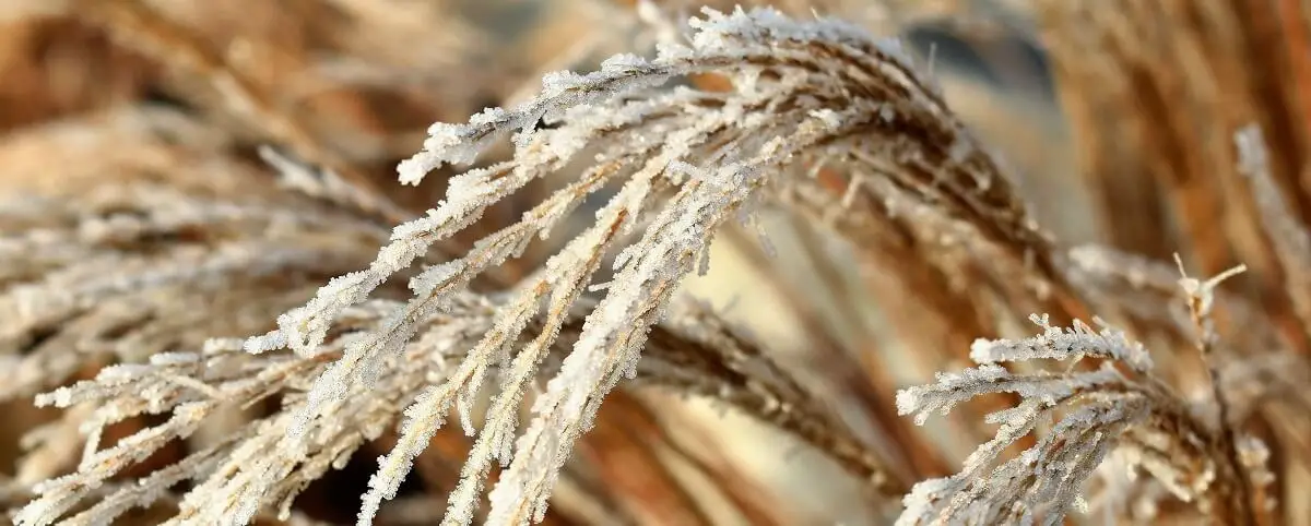 winter Rye.  https://greener4life.com/blog/planting-winter-rye